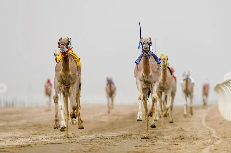 Robots, Royalty, and a Million-Riyal Finish Line: The Saudi Sport Reinventing an Ancient Pastime