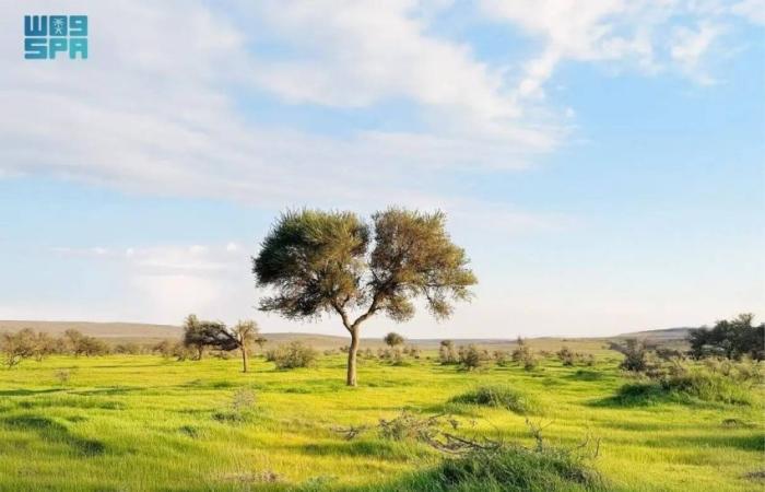 ربيع محمية الإمام تركي بن عبدالله الملكية يرسم لوحات طبيعية بديعة
