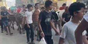 زفة الأضاحي تجوب شوارع عزبة البرج بدمياط.. فرحة العيد تسبق أيام النحر.. فيديو