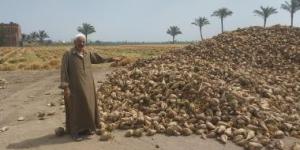 فرحة مزارعو دمياط بحصاد البنجر: إنتاج الفدان ارتفع والبركة في تبطين الترع (فيديو)