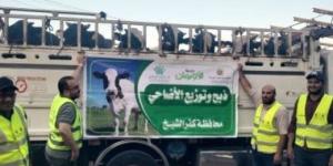 لإدخال الفرحة على الأسر الأكثر احتياجا.. البدء فى نحر 50 عجلا بمجزر الحامول غدا