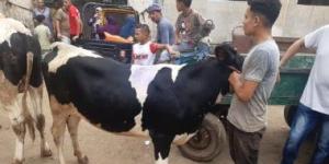 655 أضحية بالمجازر الحكومية خلال عيد الأضحى بأسيوط.. تفاصيل