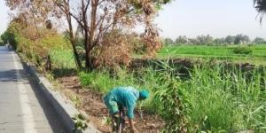 مدينة الأقصر تنهى زراعة 400 شجرة متنوعة وتنفيذ حملة لرفع الإشغالات.. صور