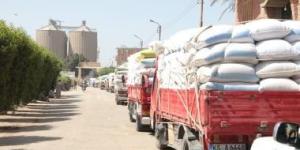 استلام 346 ألف طن من القمح داخل صوامع وشون بنى سويف