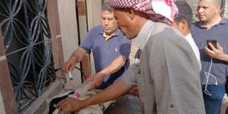قبل الشراء.. كشف بالسونار على الأضاحى فى سوق المواشى بالإسكندرية.. فيديو