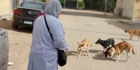 بيطرى الشرقية يشن حملات تحصين الكلاب بالزقازيق والعاشر من رمضان