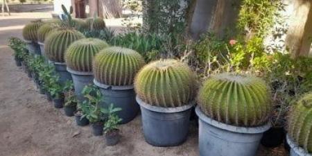 مزرعة صبار بقرية الجبيل فى طور سيناء تضم 250 نوعا وتخدم القطاع السياحى.. صور