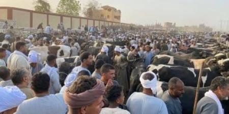 أسواق الماشية كاملة العدد فى الأقصر قبل دخول عيد الأضحى المبارك.. صور