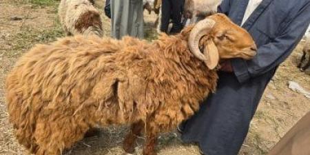 110 كيلو بـ25 ألف جنيه.. أضخم خروف يلفت الأنظار بسوق نفيشة بالإسماعيلية