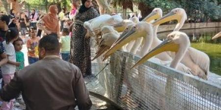 البجع الأبيض يخطف الأنظار بحديقة حيوان الإسكندرية.. صور