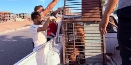 بعد هجوم كلب على طفل.. حملة لضبط ونقل الكلاب الضالة بقنا الجديدة
