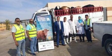 بيطرى الأقصر تعلن ذبح 180 عجلا بالمجازر وتوزيع لحوم على 36 ألف أسرة مستحقة
