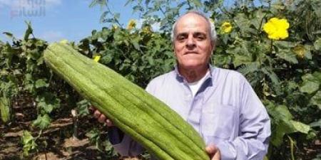1500 فدان إجمالى المستهدف زراعته لمحصول اللوف بالشرقية لقيمته الاقتصادية
