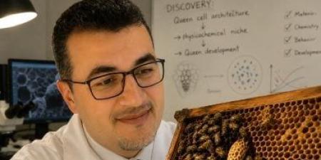 أستاذ بعلوم طنطا يحقق إنجازا علميا فى التوصل لمراحل تطور نمو ملكات النحل