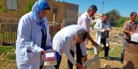 الطب البيطري بالسويس ينفذ قافلة مجانية لـ715 حالة بمنطقة عيون موسى