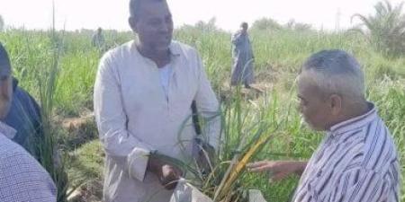رئيس قطاعات مصانع أرمنت يقود جولة تفقدية لمناطق زراعات القصب بإسنا.. صور
