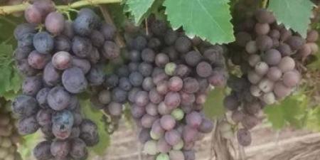 العنب الأحمر يتلألأ فى حقول مزارعى السنطة بأراضى المنيا.. صور