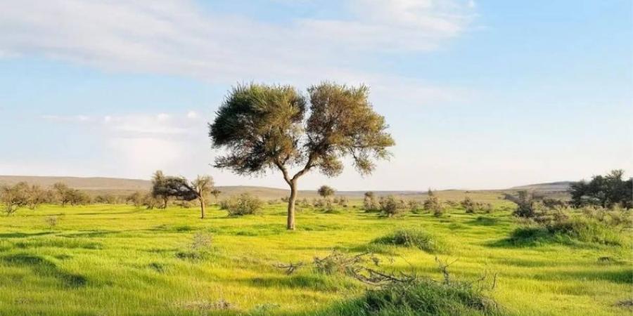 ربيع محمية الإمام تركي بن عبدالله الملكية يرسم لوحات طبيعية بديعة