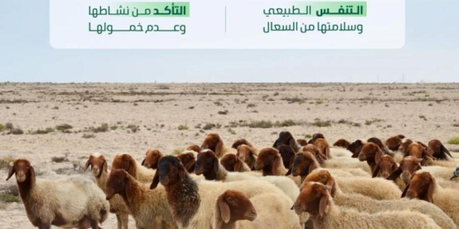 البيئة: مراعاة الإرشادات الصحية والبيطرية لاختيار الأضاحي تعزّز جودة لحومها وتحمي الصحة العامة