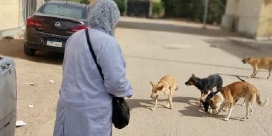 بيطرى الشرقية يشن حملات تحصين الكلاب بالزقازيق والعاشر من رمضان