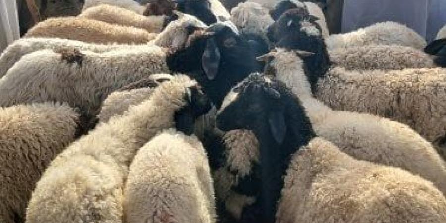 محافظ الدقهلية يعلن تنفيذ حملة صك الأضحية وذبح 150 رأس أضحية بالمجازر