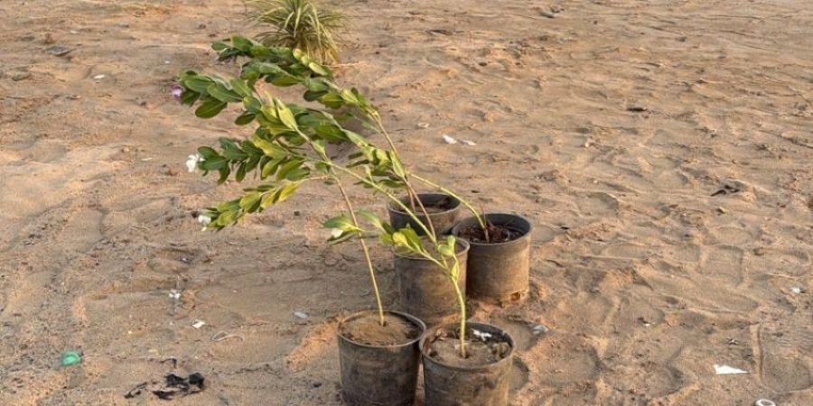 زراعة 1500 شتلة بميقات يلملم لتعزيز الغطاء النباتي
