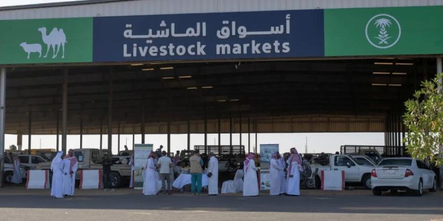 منظومة رقابية وتشغيلية تعزّز جاهزية أسواق المواشي والمسالخ بمنطقة تبوك