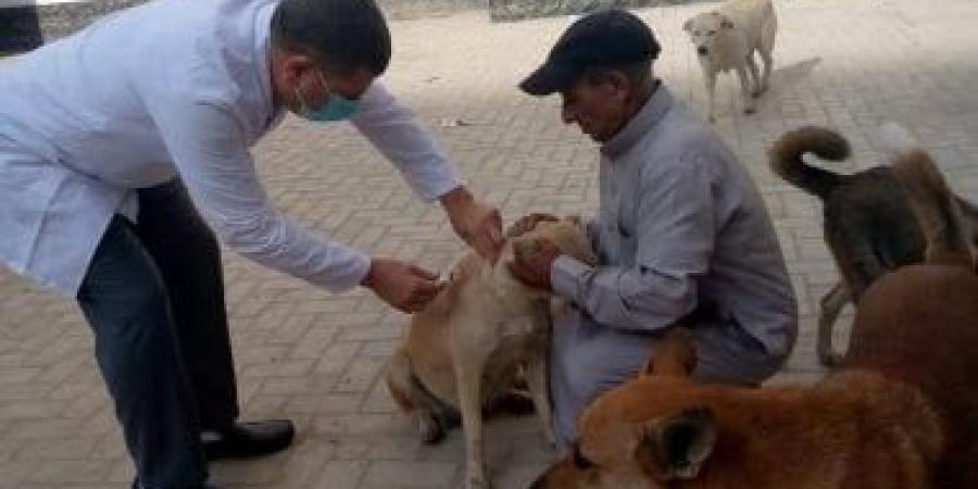 محافظ الدقهلية يتابع جهود الطب البيطري لتحصين الكلاب الضالة ضد مرض السعار
