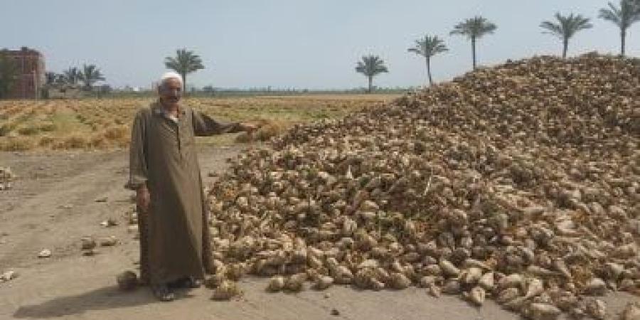 فرحة مزارعو دمياط بحصاد البنجر: إنتاج الفدان ارتفع والبركة في تبطين الترع (فيديو)