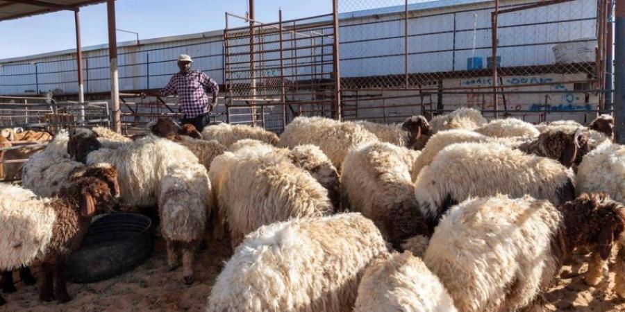 وفرة وتنوع في الأضاحي بأسواق المواشي في الجوف