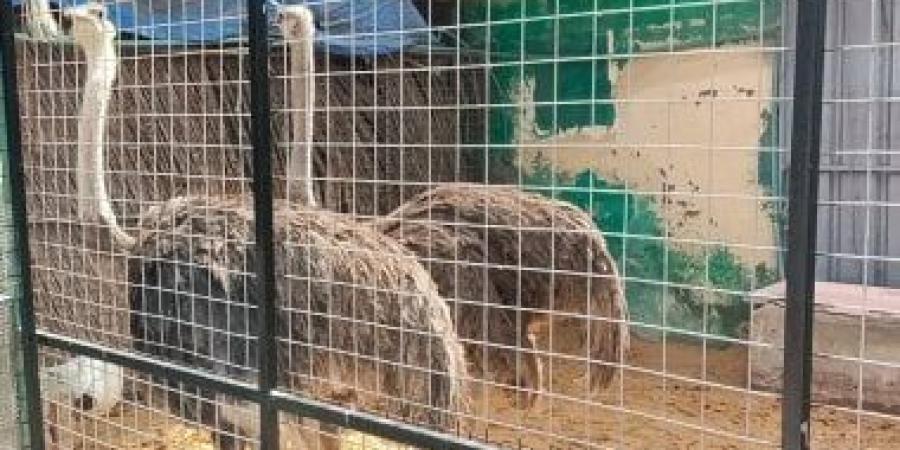 غزلان وقرود.. إقبال كبير على حديقة الأسرة بكفر الشيخ فى عيد الأضحى.. صور