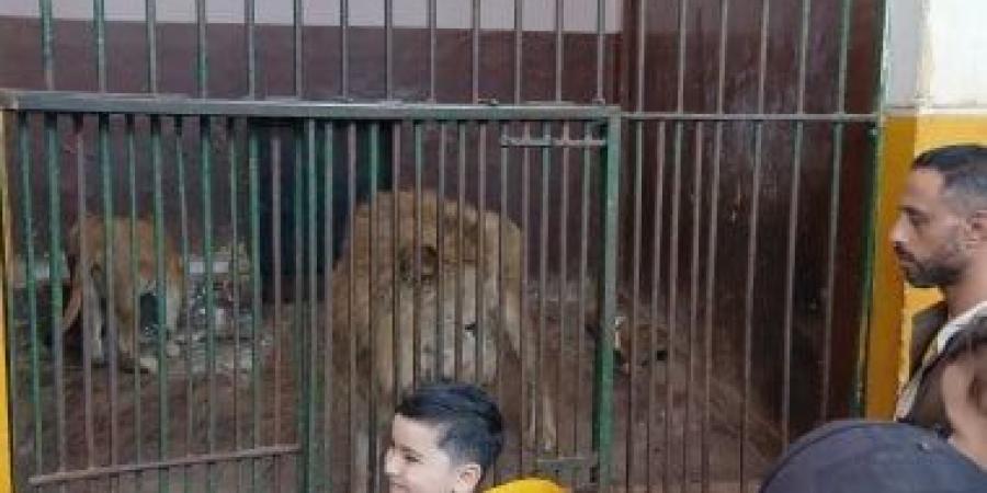 عايزين يشوفوا بيت الأسد.. إقبال داخل حديقة الحيوان الإسكندرية (فيديو)