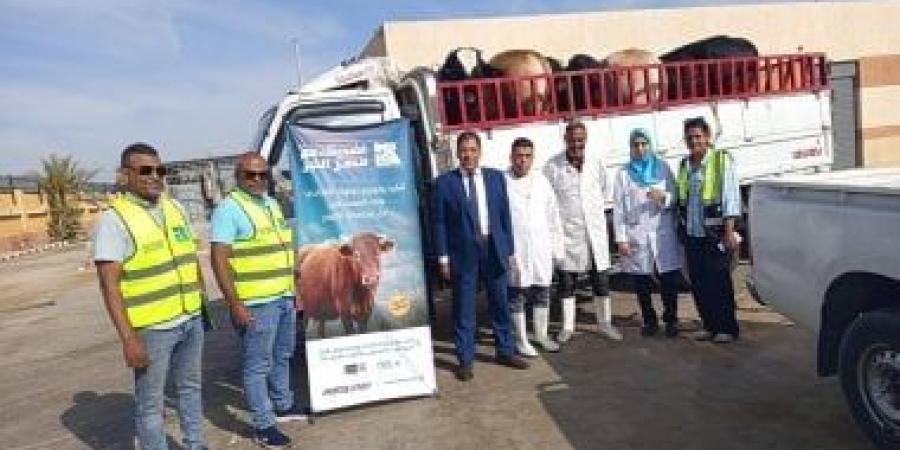 بيطرى الأقصر تعلن ذبح 180 عجلا بالمجازر وتوزيع لحوم على 36 ألف أسرة مستحقة