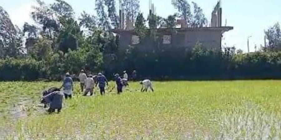 فلاحات مكافحات فى الأراضى الزراعية لا يعرفن إجازات الأعياد.. فيديو