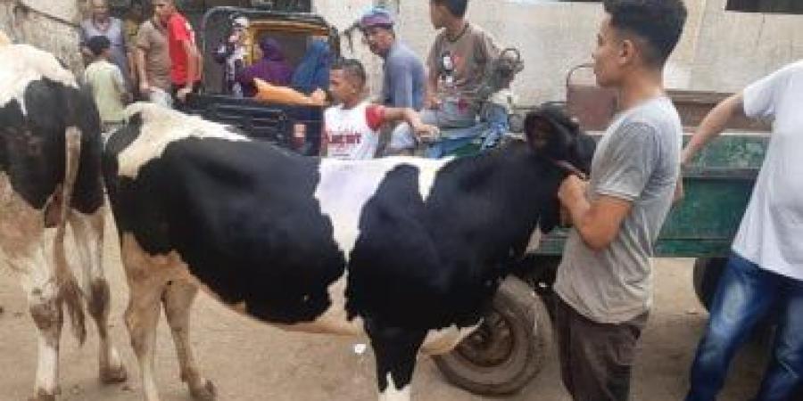 655 أضحية بالمجازر الحكومية خلال عيد الأضحى بأسيوط.. تفاصيل