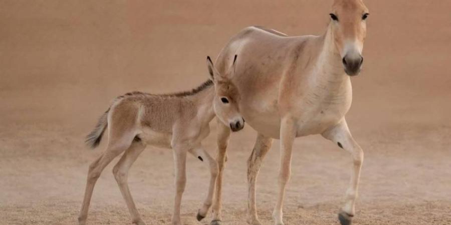 المملكة تسجّل ولادة أحد أندر الحيوانات في العالم لأول مرة منذ أكثر من 100 عام