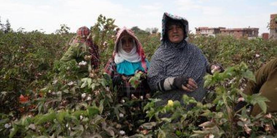 زراعة الشرقية: عناية خاصة بمحصول القطن وتنسيق مع مركز البحوث