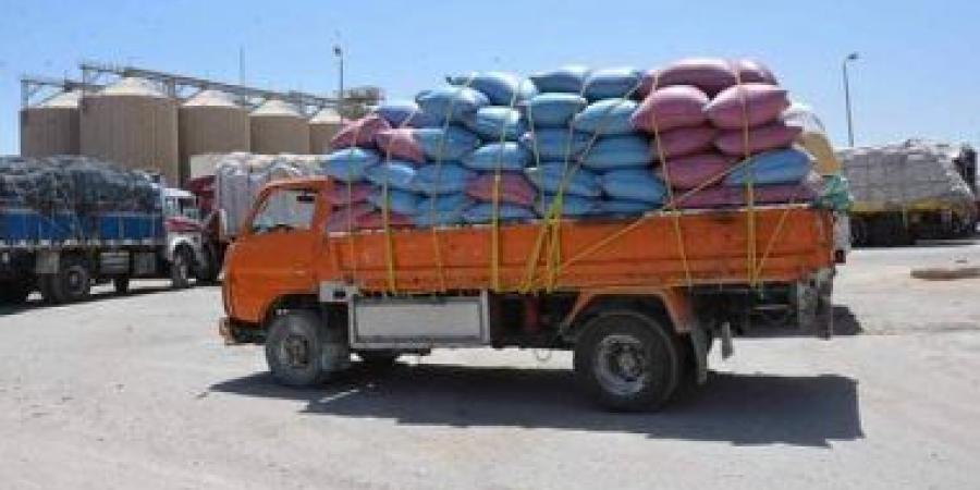 تموين المنوفية: توريد 146 ألف 500 طن قمح منذ بدء موسم الحصاد