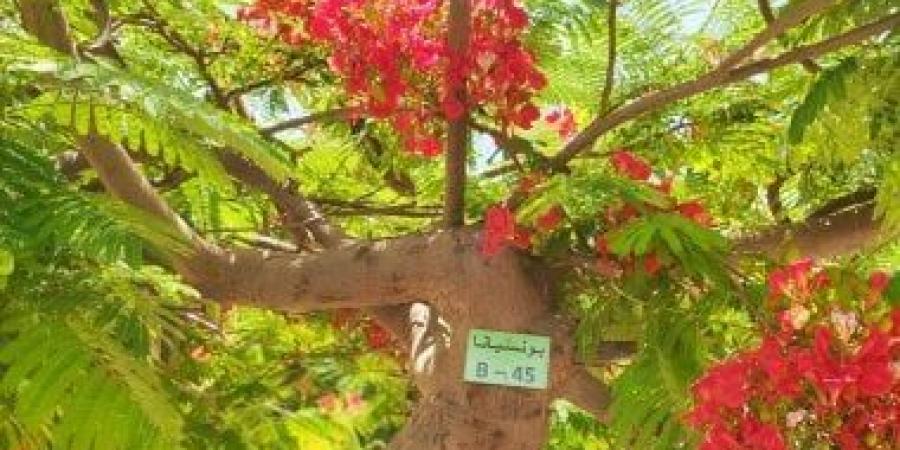 الإسماعيلية تواصل حصر وتكويد الأشجار ضمن مبادرة "100 مليون شجرة"