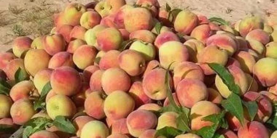 الخوخ البلدى فى الشيخ زويد.. موسم خير ينتظره المزارعون مع بداية الصيف (صور)