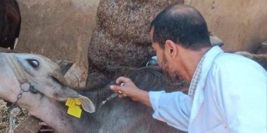 تحصين 244 ألفا و840 ألف رأس ماشية ضد الحمى القلاعية بكفر الشيخ