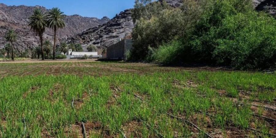 نجران.. تجارب زراعية حديثة لتنويع المحاصيل