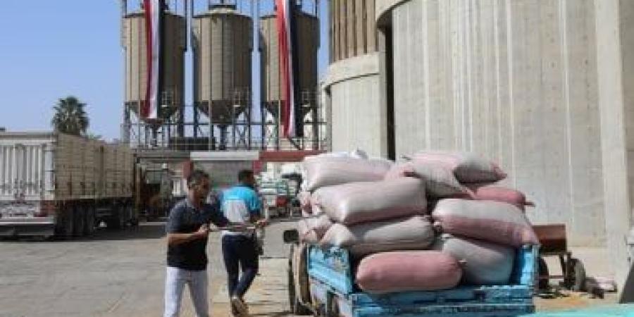 استلام 318 ألف طن من الأقماح المحلية بصوامع وشون بنى سويف