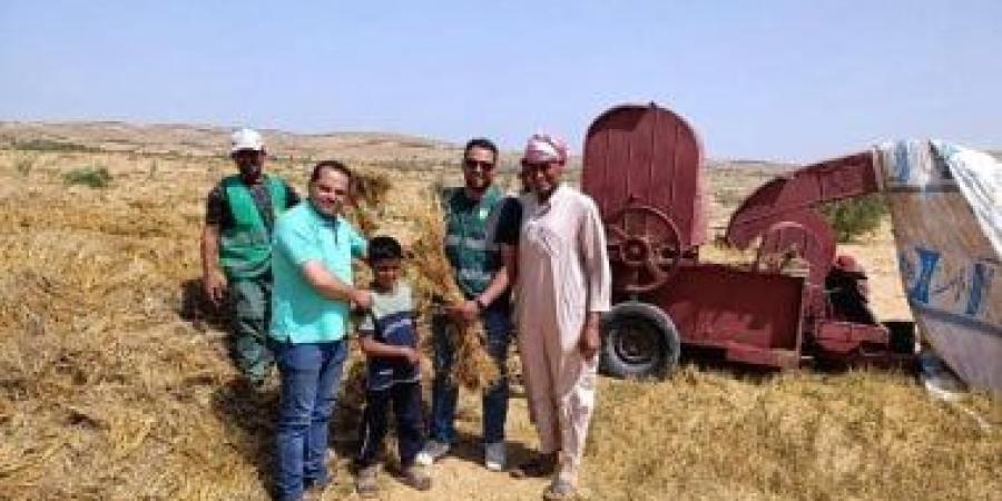 حصاد الشعير بشمال سيناء.. جهود بحثية ودعم حكومى لتعزيز الأمن الغذائى