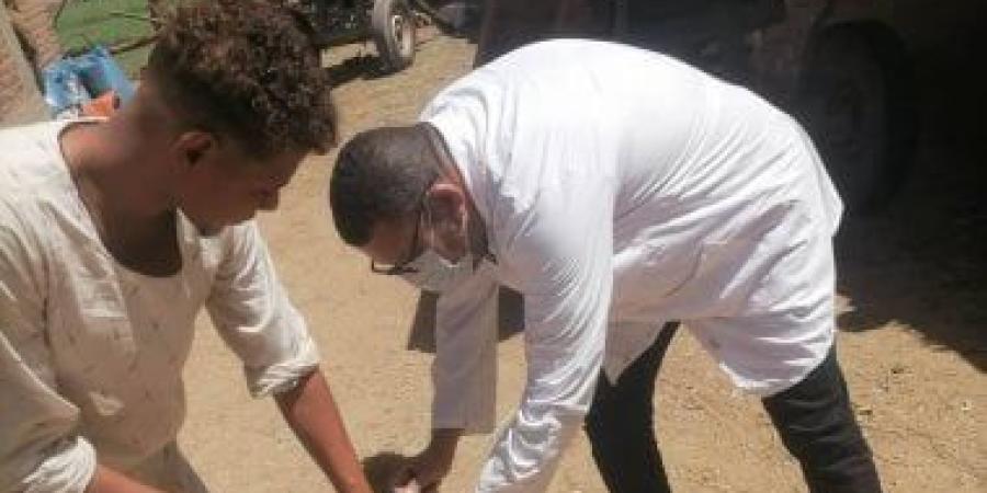 بيطرى الأقصر تطلق حملات لتحصين الكلاب الضالة بمدينة إسنا ومعبد الكرنك.. صور