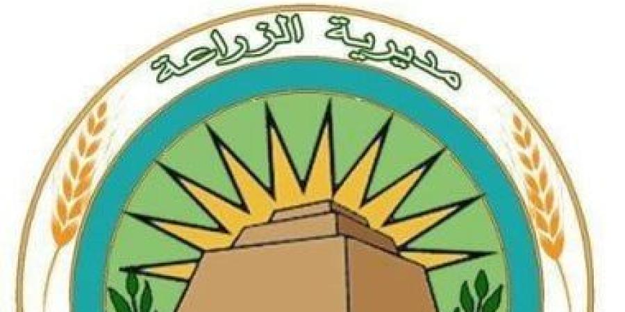 توريد 447 ألف طن من محصول البنجر السكر ببنى سويف إلى المصانع