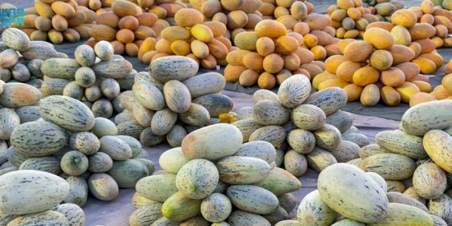 شمام القصيم يتصدر المشهد الزراعي وينعش الحركة الاقتصادية