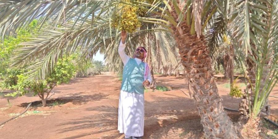 جولات ميدانية لبيئة رابغ للحد من حرائق مخلفات المزارع