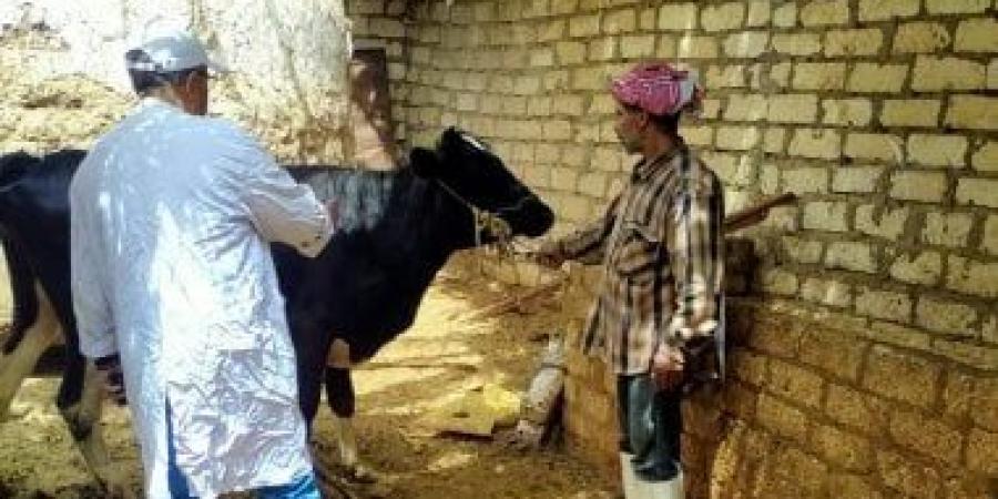 تحصين أكثر من 59 ألف رأس ماشية بالإسماعيلية ضد الحمى القلاعية