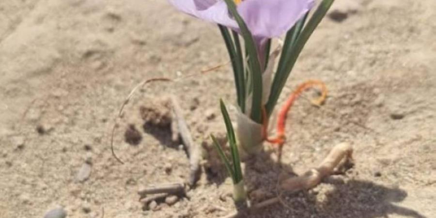 البيئة تبرز قصة نجاح مزارع الجود بالخرمة في توطين زراعة الزعفران